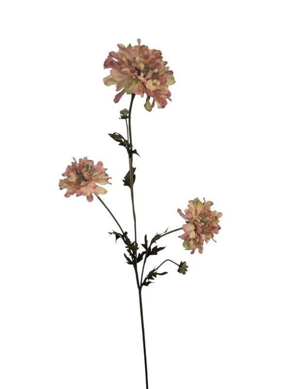 Scabiosa, Pink, 80cm