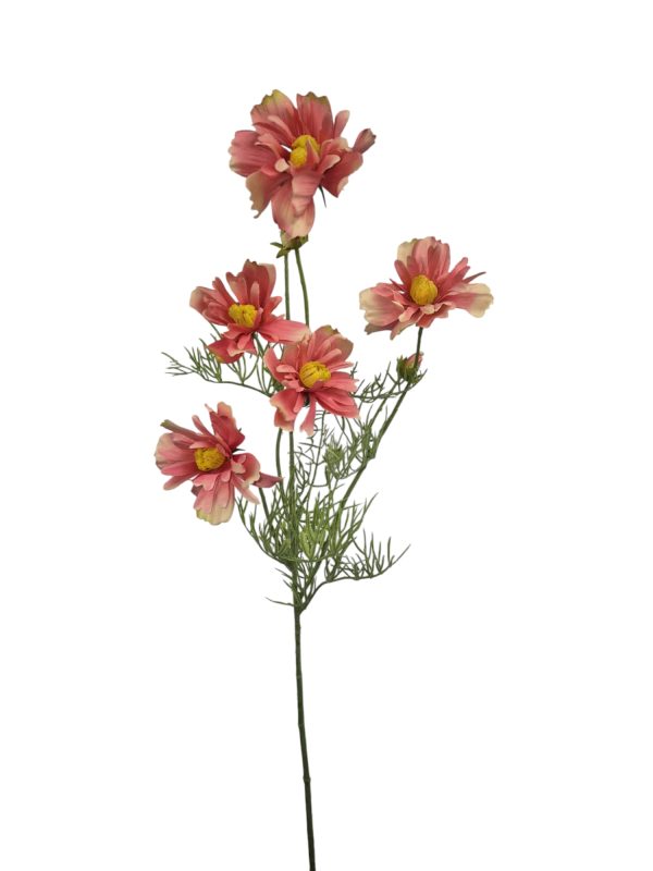 Cosmos Jenny, Dark pink, 68cm