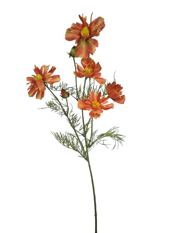 Cosmos Jenny, Orange, 68cm