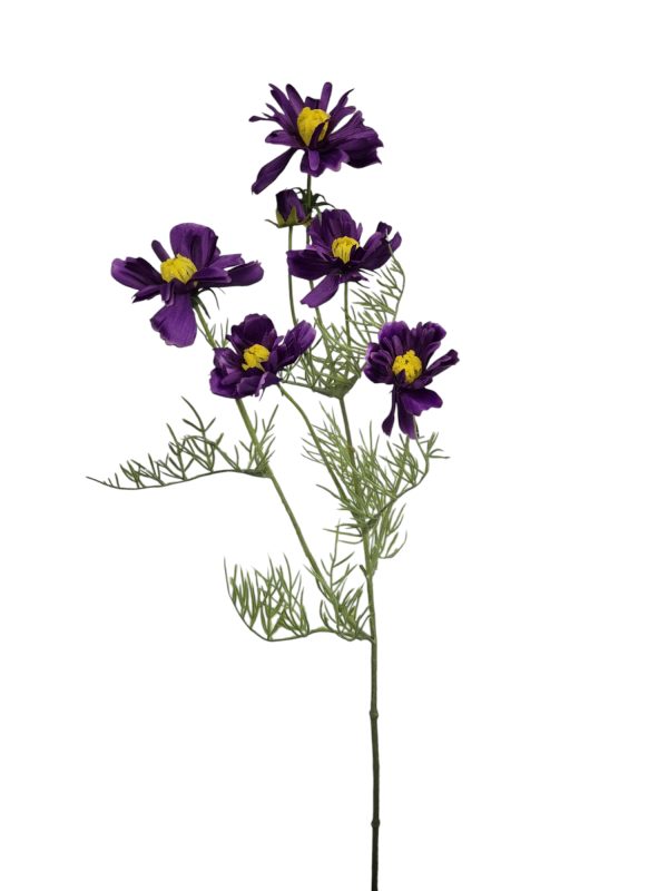 Cosmos Jenny, Purple, 68cm