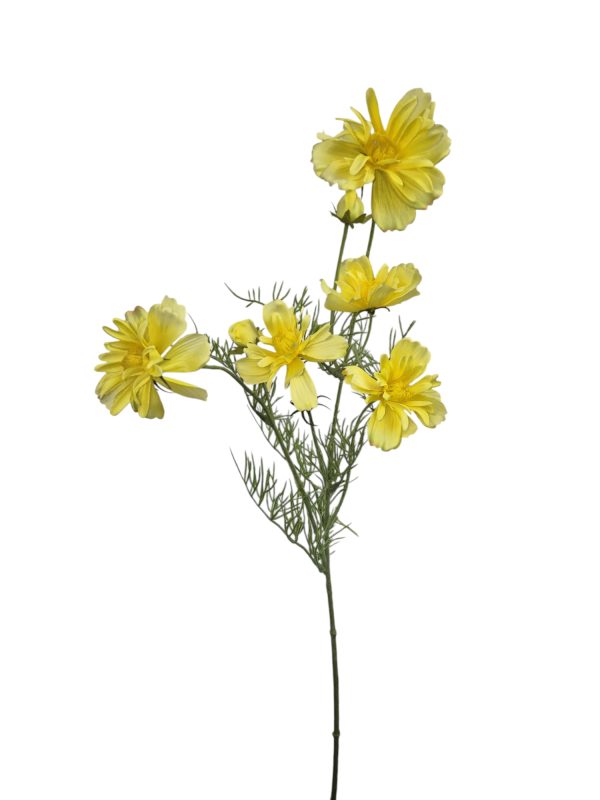 Cosmos Jenny, Yello, 68cm