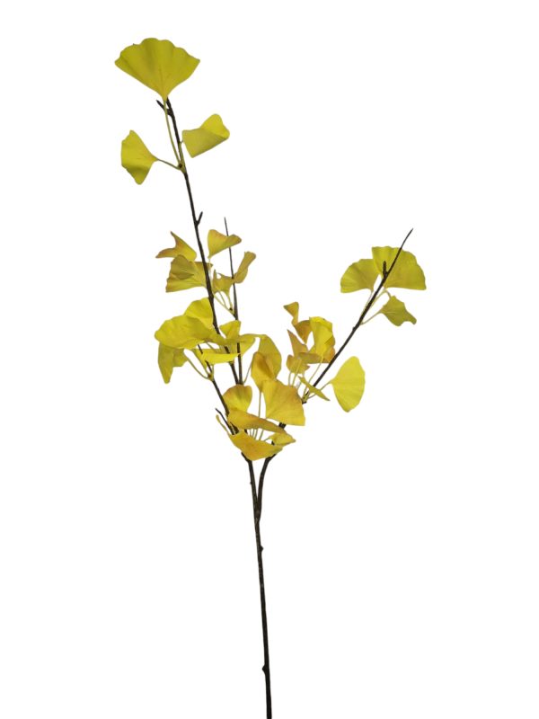 Gingko, Yello, 90cm.