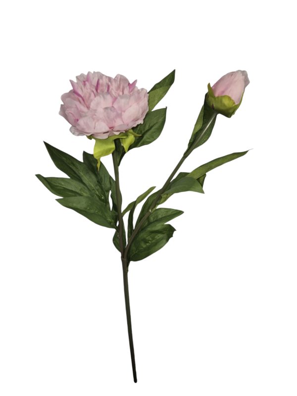 Paeonia, Pioenroos, Pink, 68cm