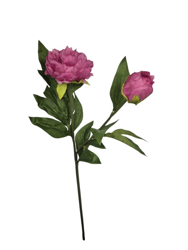 Paeonia, Pioenroos, Dark Pink, 68cm.