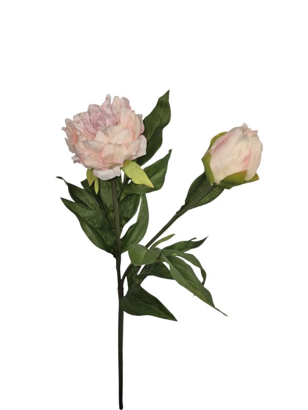 Paeonia, Pioenroos, Light Pink, 68cm