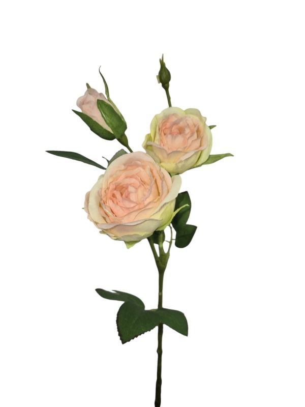 Trosroos, Light Pink, 45cm.