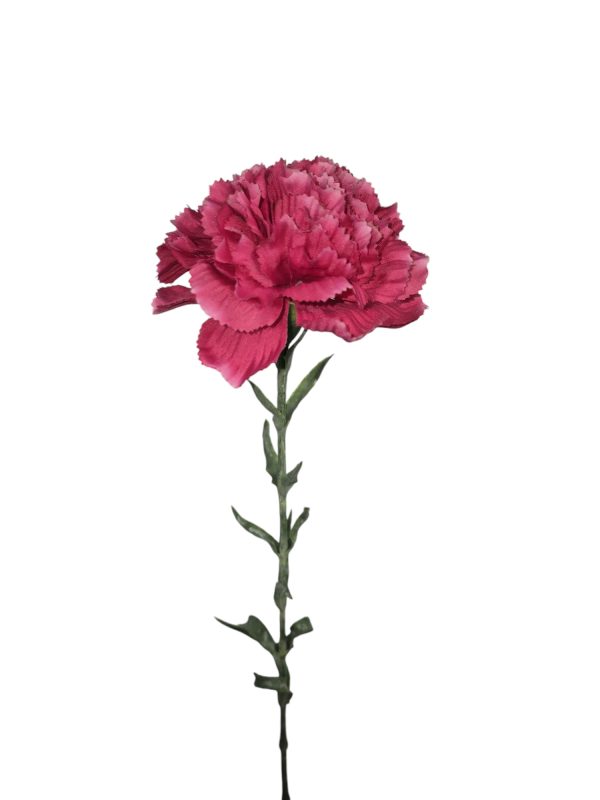 Dianthus, Anjer, Fuchsia, 68cm.