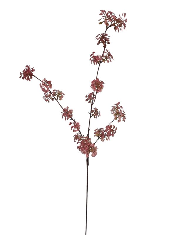 Viburnum, Pink, 90cm