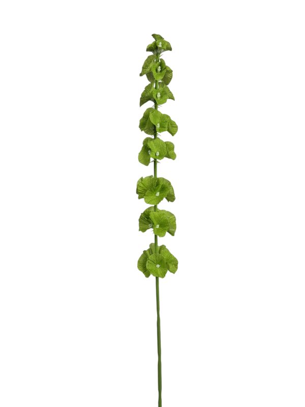 Molucella, Green, 65cm