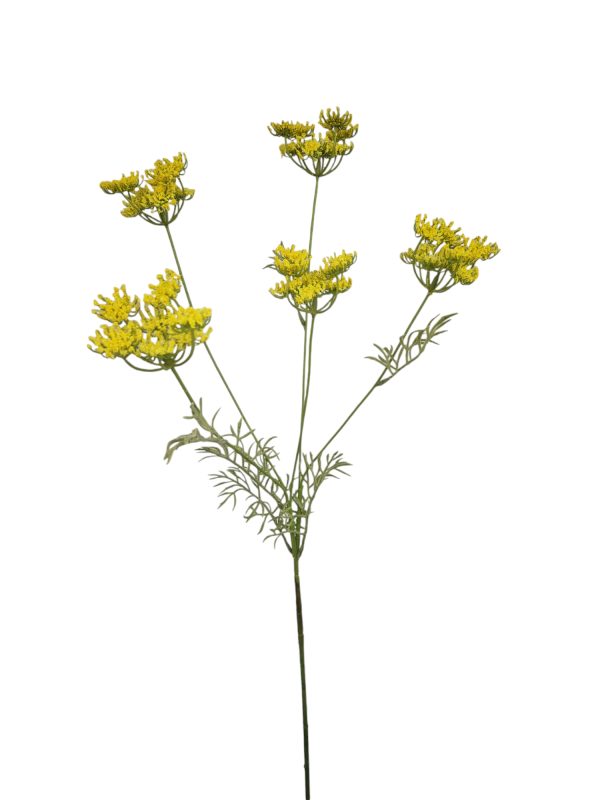Anethum, yello, 80cm