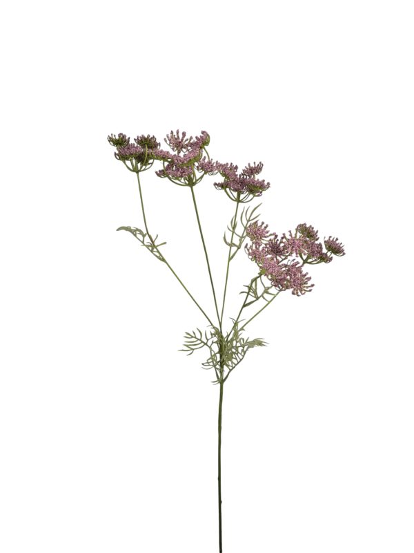 Anethum, pink, 80cm