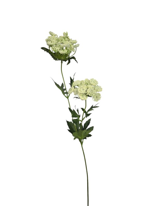 Wildwortel, Creme, 75cm
