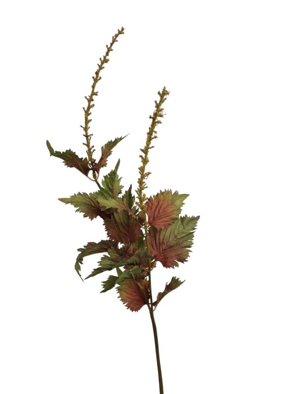 Urtica dioica, red, 60cm