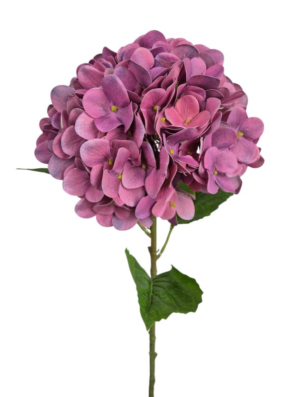 Hydrangea, Purple, 60cm