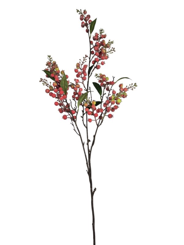 Symphoricarpos (Klapbes), Pink, 70cm