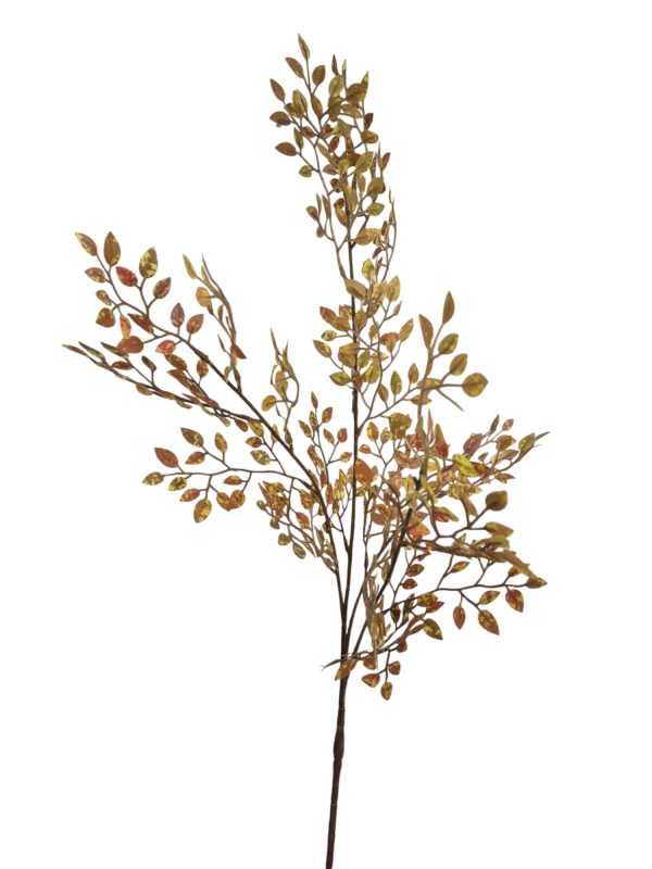 Fijne varen, Brown yellow, 50cm