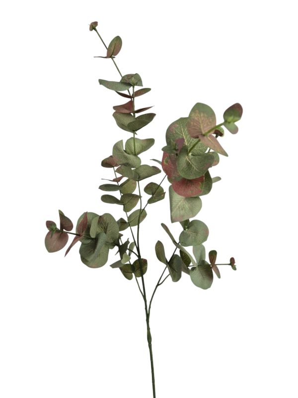 Eucalyptus, Green pink., 60cm
