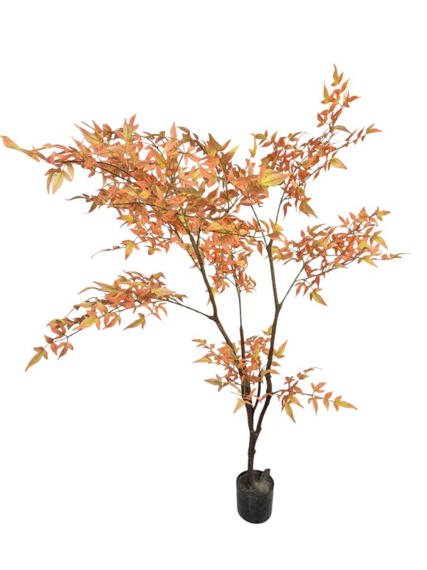 Nandina Hemelse bamboe, yellow, 170cm