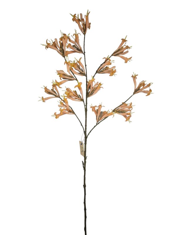 Stephanotis, Peache, 110cm