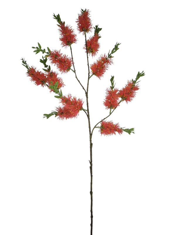 Grevillea, Pink, 118cm,