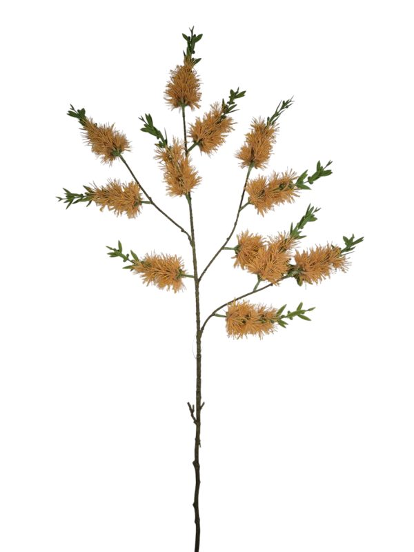 Grevillea, Orange, 118cm,