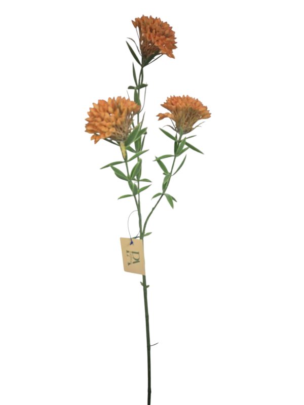 Dianthus 3 head, Orange, 73cm,