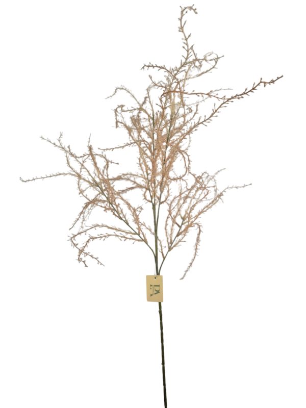 Wild Asparagus, Pink, 112cm