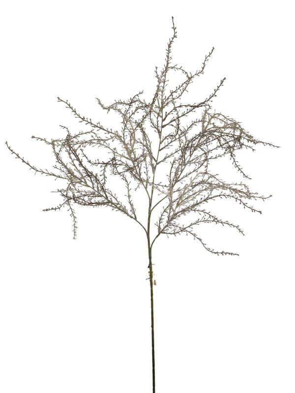 Wild Asparagus, Brown, 112cm