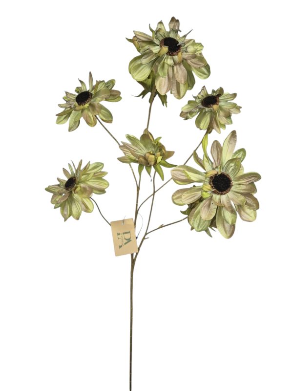 Shiny aster, Green, 8 head,3 buds, 78cm