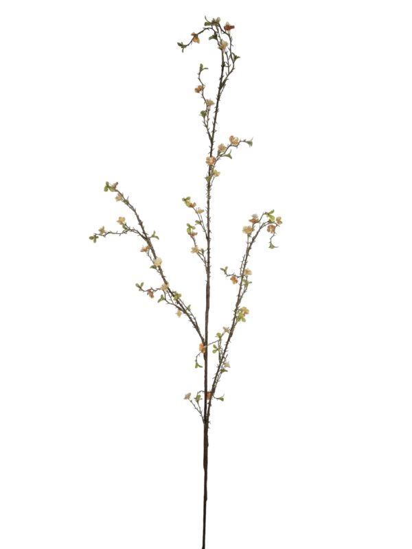 Fine Waxflower, Peache, 120cm.