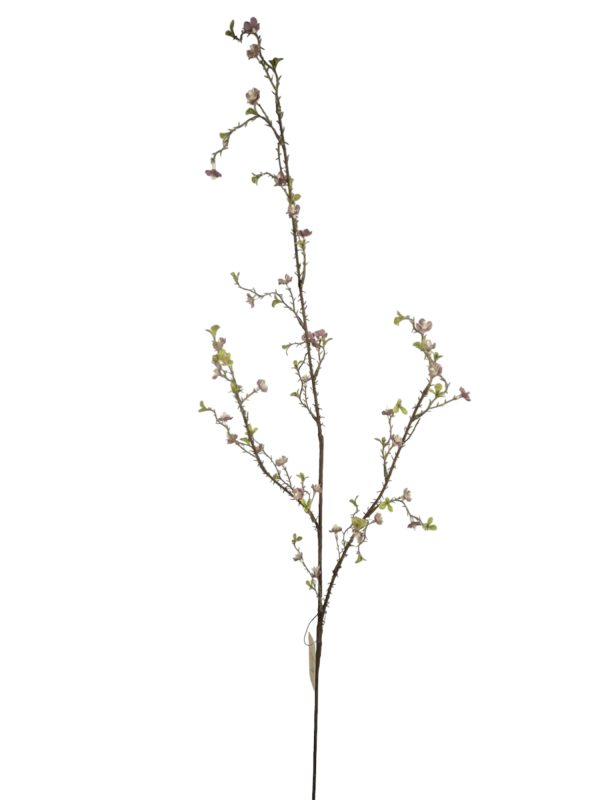 fine Waxflower, Pink,120cm.