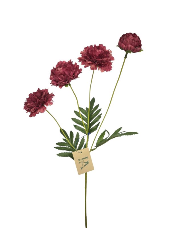Pom-pon Chysant, Fuchsia, 58cm (Leverbaar augustus)