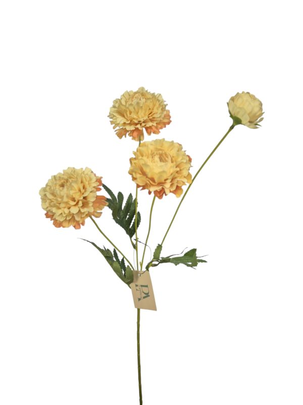 Pom-pon Chrysant, Orange (Leverbaar augustus)