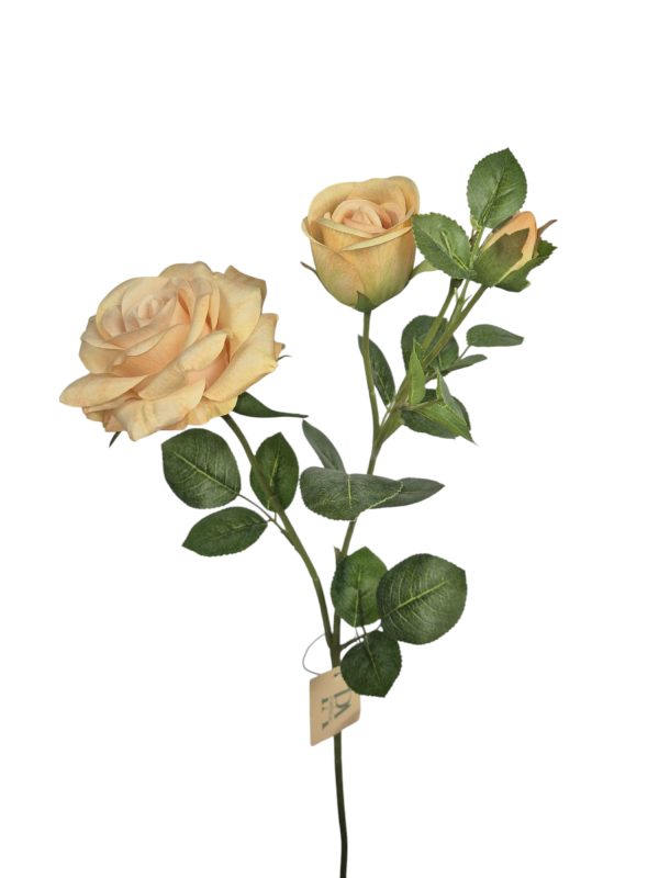 Roos, Peache,  65cm, 2 Head, 2 Buds