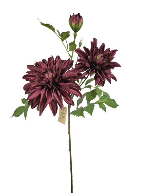 Dahlia, Burgundy, 2 heads, 1 buds, 76cm