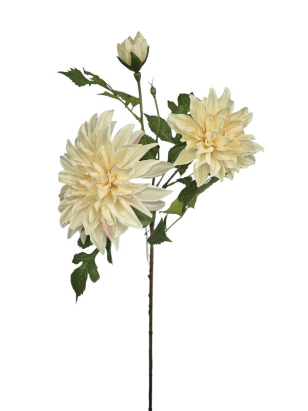 Dahlia, Creme, 2 heads, 1 buds, 76cm