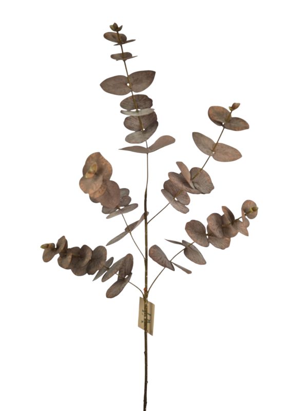 Eucalyptus, Burgundy, 86cm