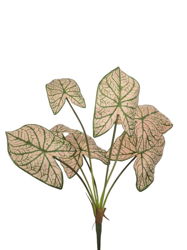 dieffenbachia, Green/Pink, 70cm