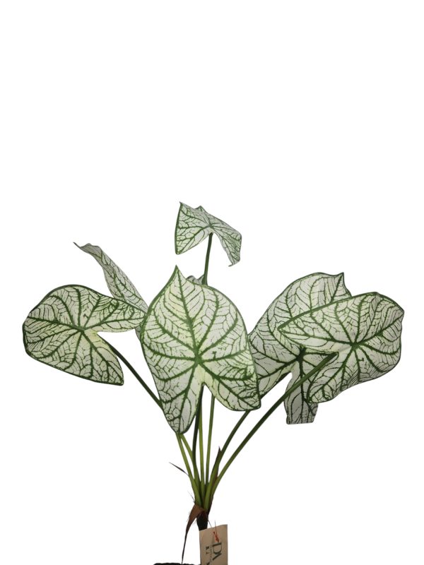 dieffenbachia, Green/ White, 70cm