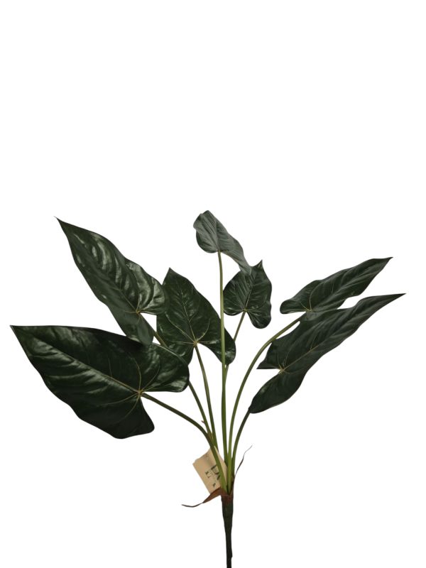 dieffenbachia, Green, 70cm