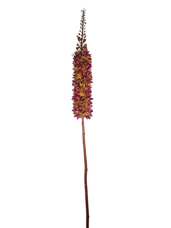 Eremurus Glass, Fuchsia,118cm