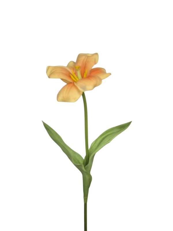 open tulp, Orange, 48cm  (Leverbaar augstus)