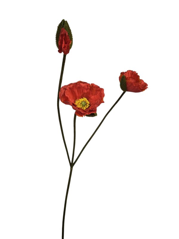 Papaver, Red, Klaproos, 2 Head, 1 buds, 100cm