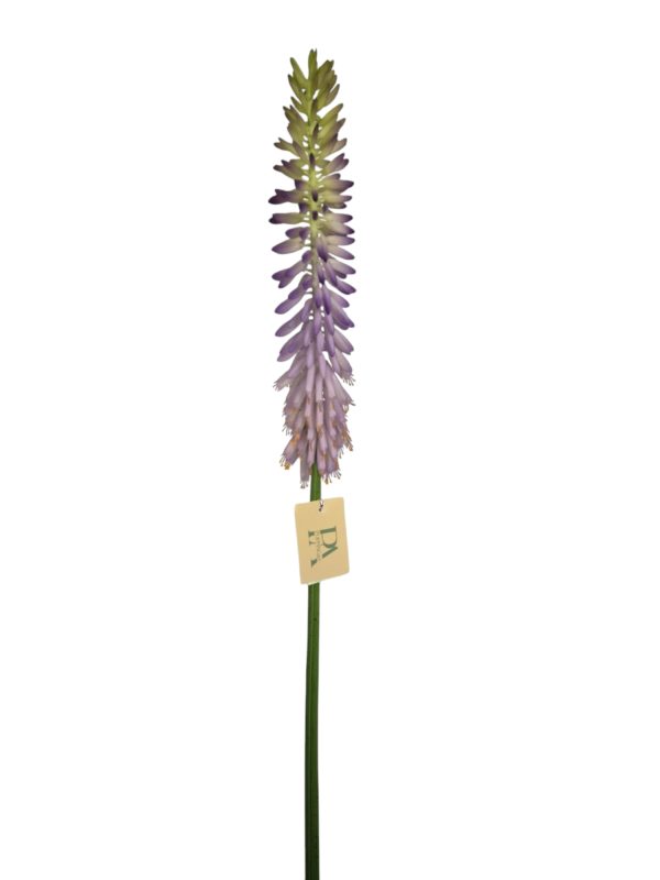 Vuurpijl / Kniphofia, Purple, 85cm  (Leverbaar augstus)