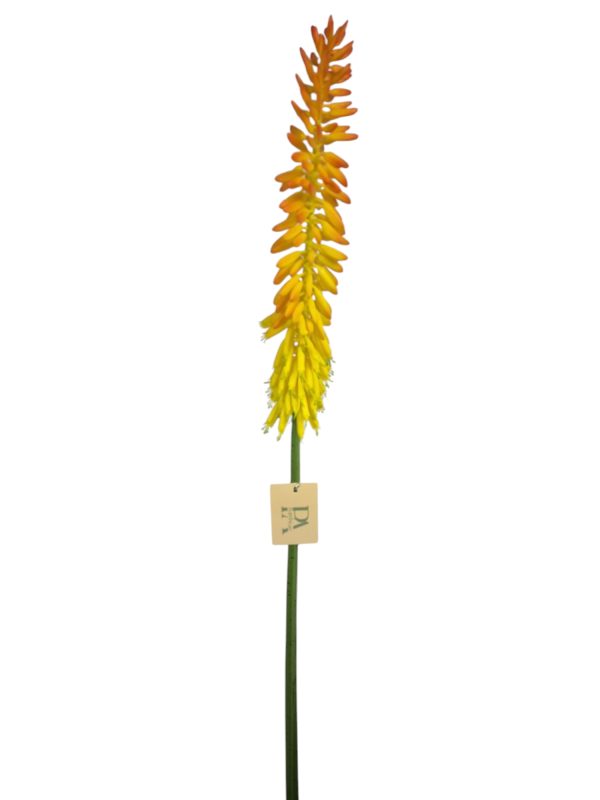 Vuurpijl / Kniphofia, Orange, 85cm  (Leverbaar augstus)