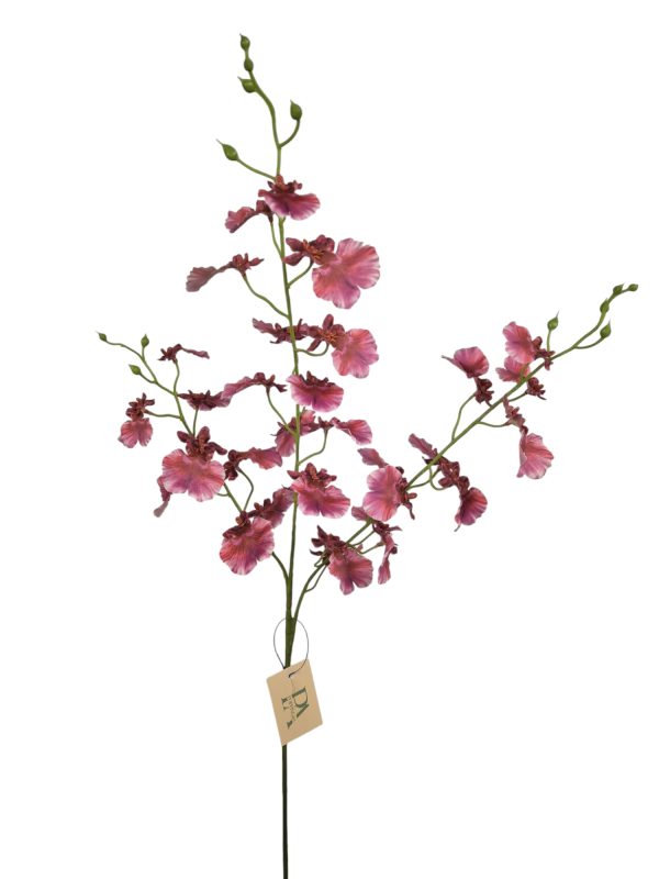 Oncidium orchidee, FU, 81cm  (Leverbaar augstus)