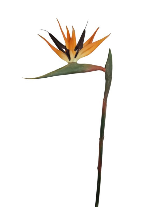 Strelitzia, Orange, 75cm  (Leverbaar augstus)