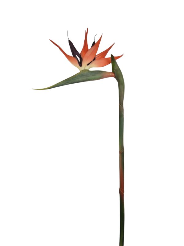 Strelitzia, Red, 75cm  (Leverbaar augstus)