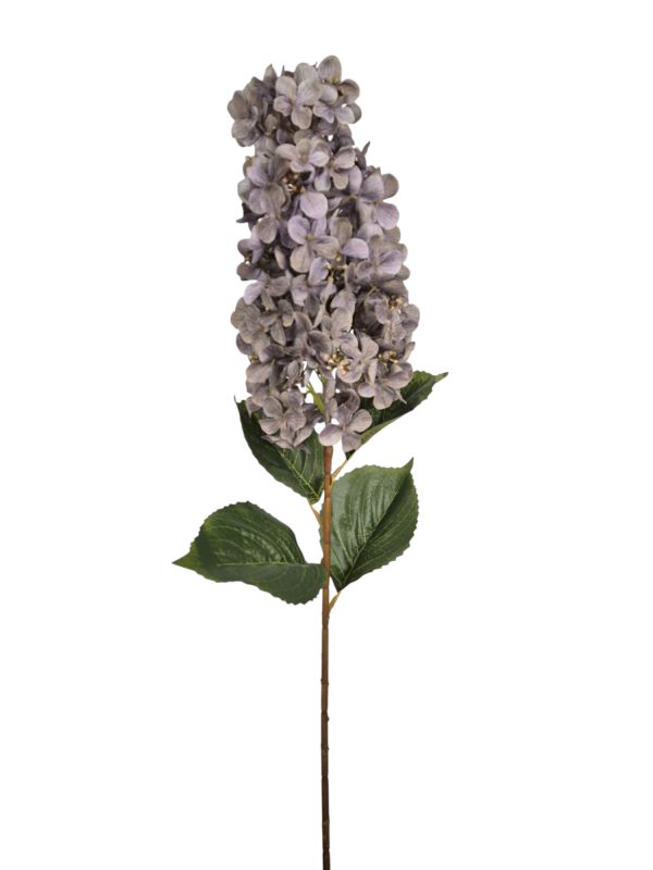Pluimhortensia, Old Purple, 82cm  (Leverbaar augstus)
