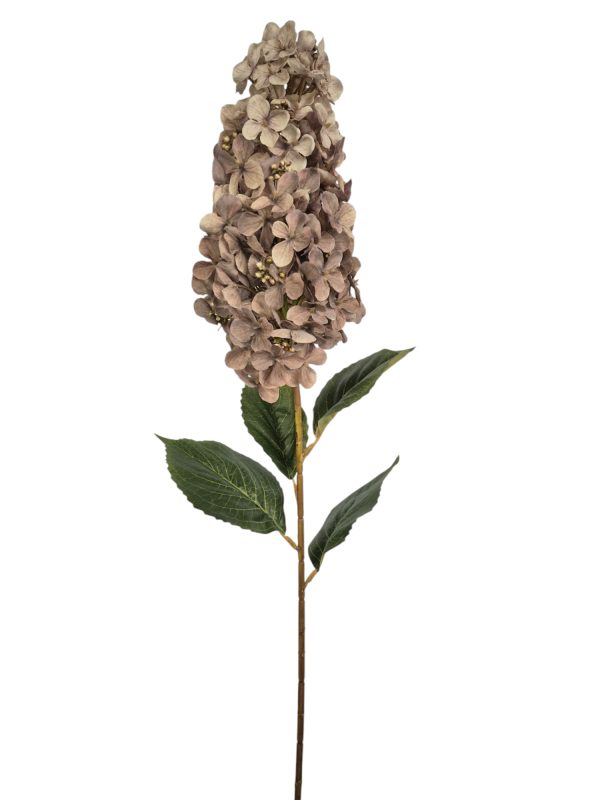 Pluimhortensia, Old Pink, 82cm  (Leverbaar augstus)